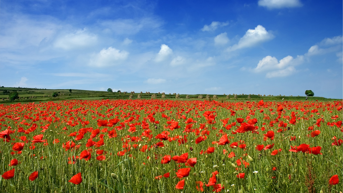 Klatschmohn